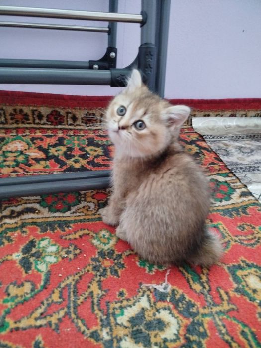 cinchilla 2 oyli qzbola