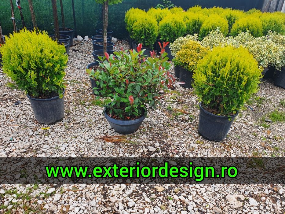 Tuia smarald inaltime 1m-3m, thuja smaralgd, magnolia grandiflora, etc