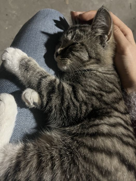 Отдам кошку в добрые руки!