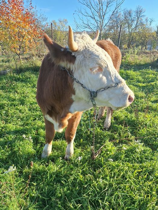 Vind juninca baltata romineasca din mama buna de lapte si foarte linis