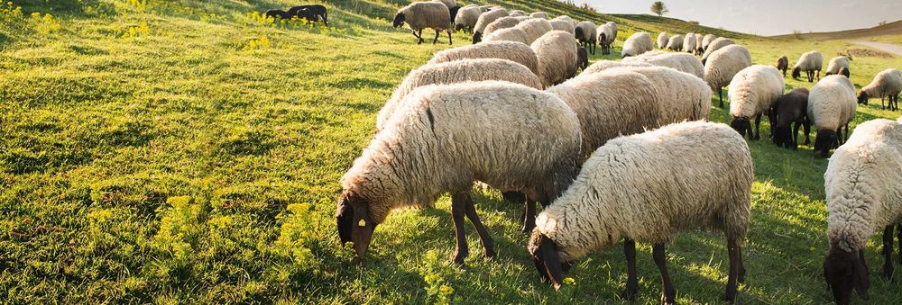 Продаю шикарную ферму
Которому нет аналогов в Узбекистане
Туйтепа