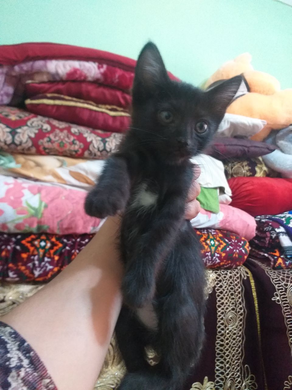 Aqilli mushukchalar