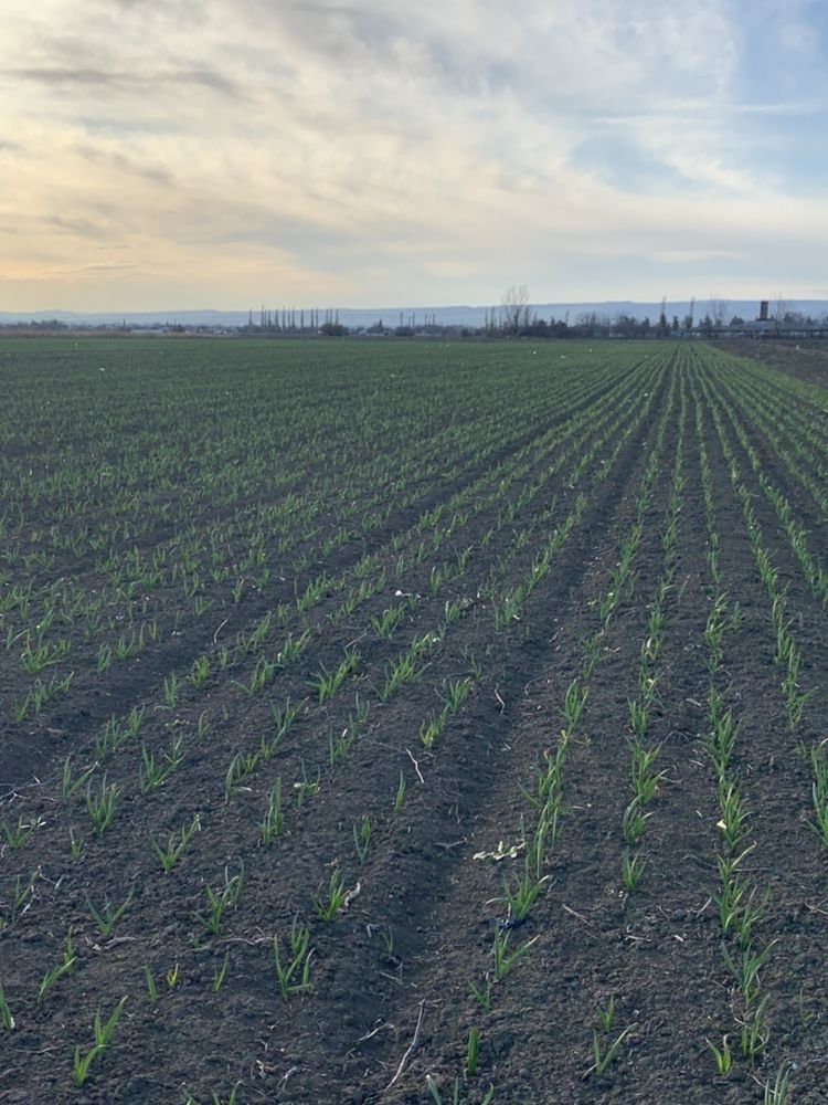 Usturoi de plantat producție