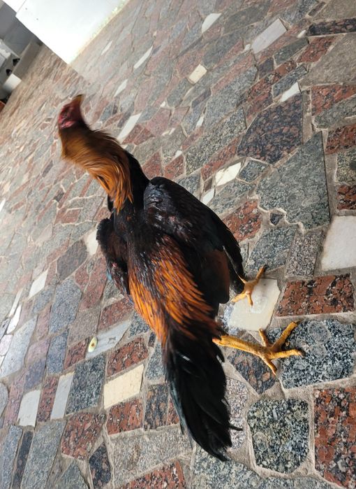 Dakan xoroz sotiladi