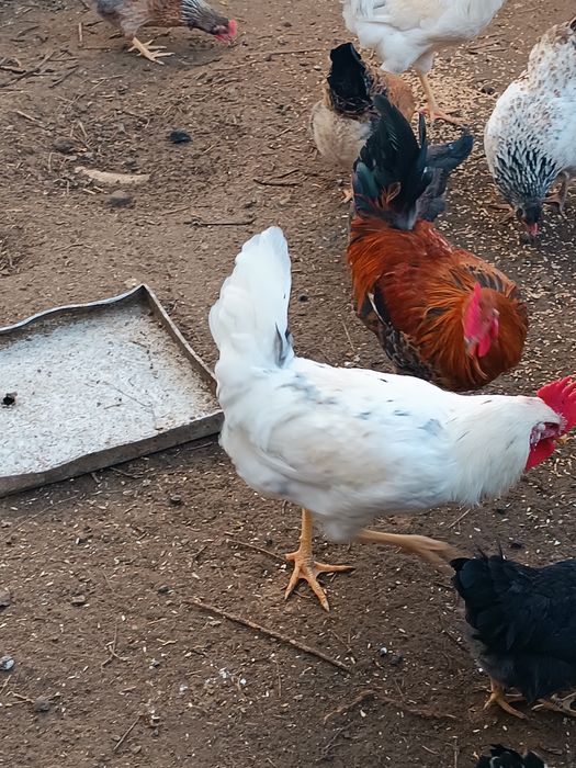 Продам молодых петухов 3 шт