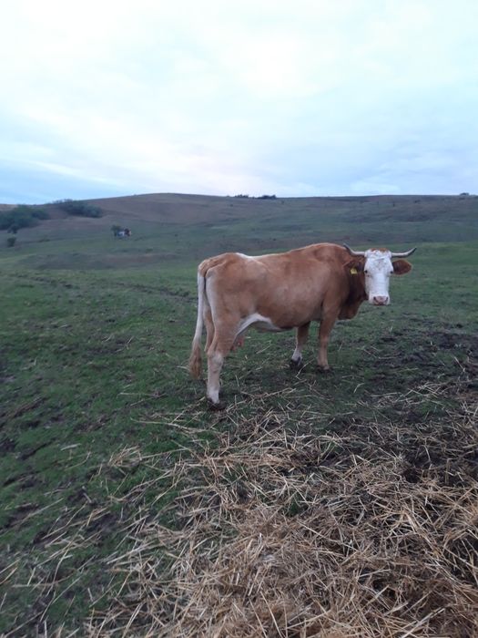 Vaca  de  vanzare