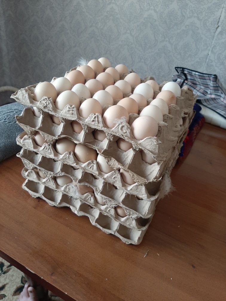 Яйца для инкубаци