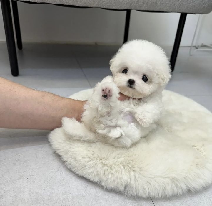 Bichon Maltez Mini toy