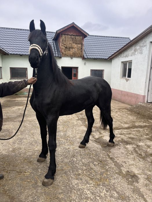 Manza friesian 2 ani