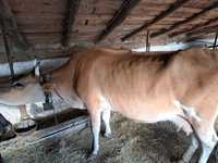 Свободна бременна крава на 40 дни за трето теле не се дои