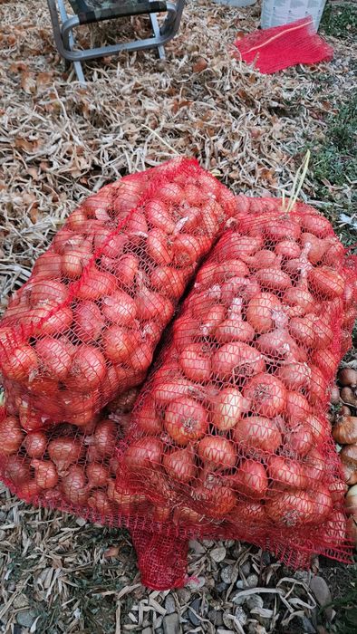 Лук и балучка на гаци