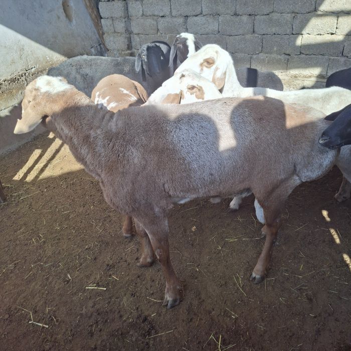 Qochqor sotiladi Yeb ichishiga javob