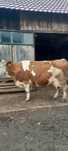 Vaca de vanzare !!!