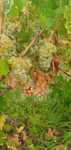 Vand struguri de vin