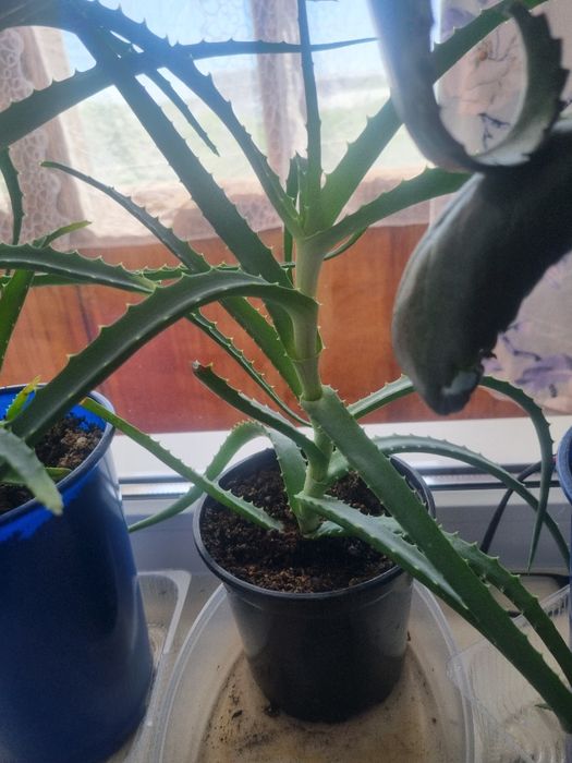 Алоэ лечебное в горшке