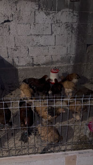 Cocosi Gaini Brahma Columbia galben negru Columbia alb negru