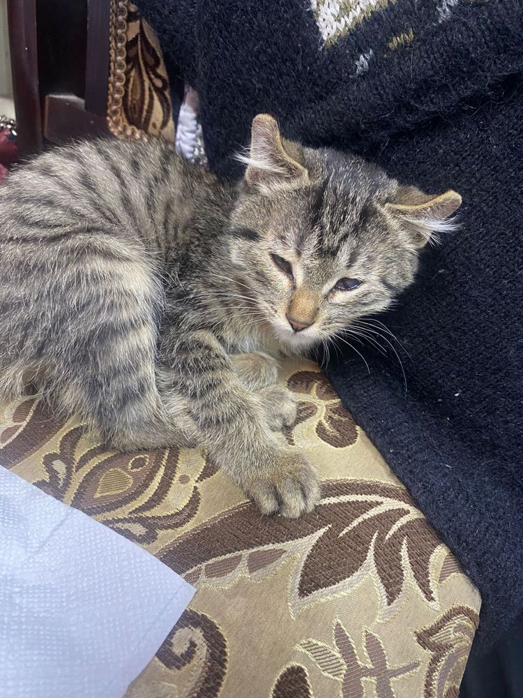 Котенок вислоухий девочка