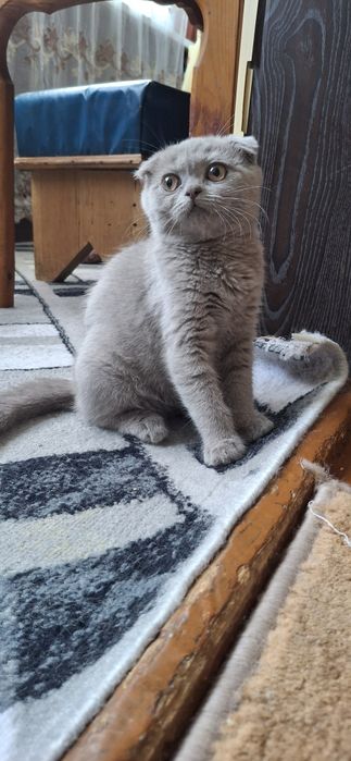 Продаётся шикарный котёнок шотландский вислоухий скоттиш фолд девочка