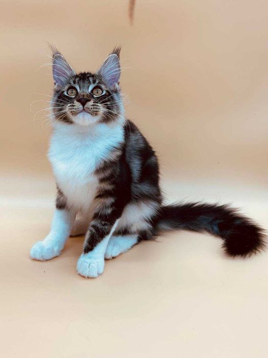 Pisica Femela Maine Coon cu pedigree (WCF AUTORIZATA) Livrare