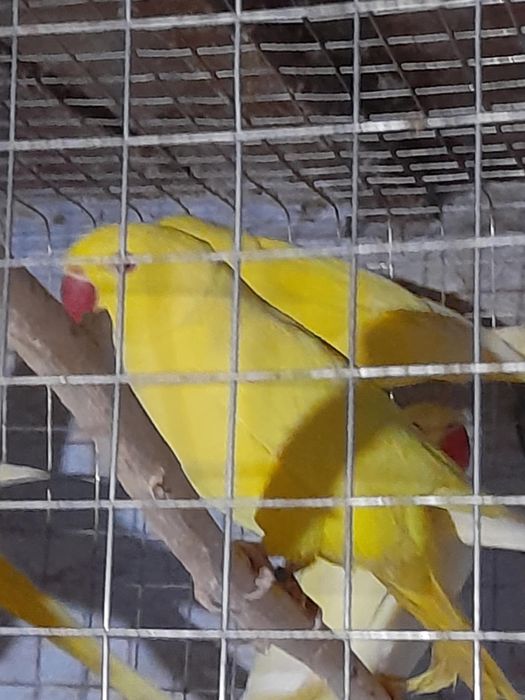 Păsări exotice de companie