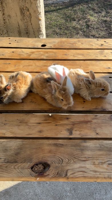 Vand iepuri cap de leu pitic