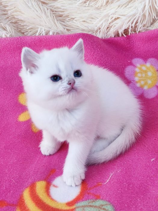 British shorthair NS 11 33  băieței și fetite