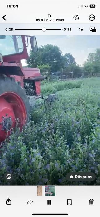 Vand lucerna de talie mare in Arad 15 lei/kg