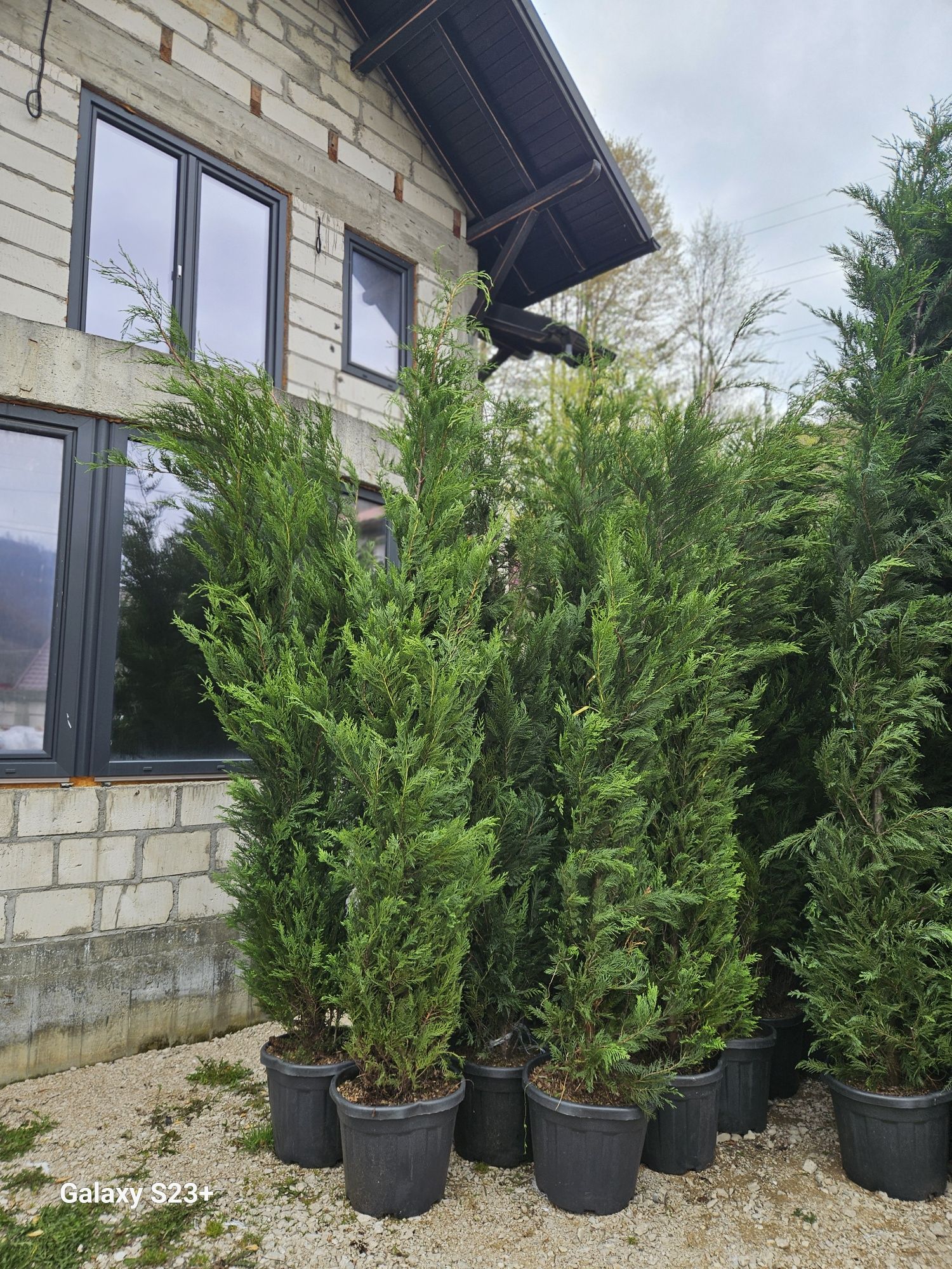 Vând leylandii 3/4m
