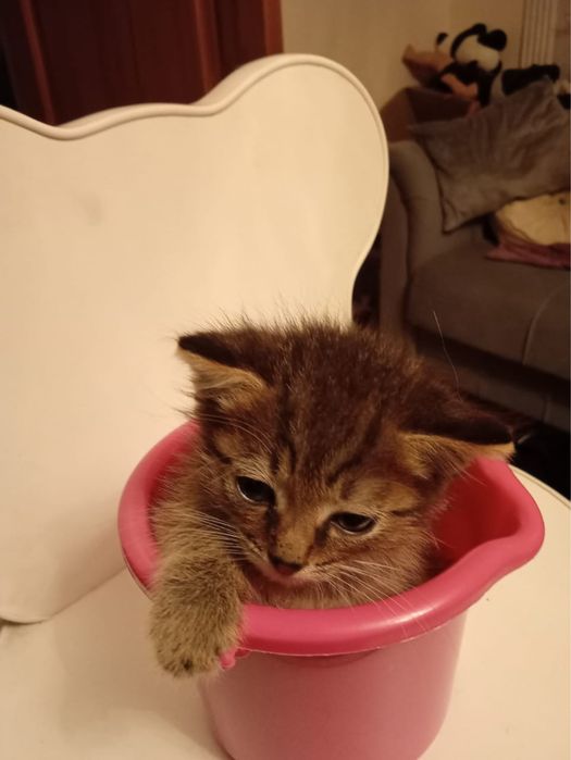 Отдам котенка мальчик