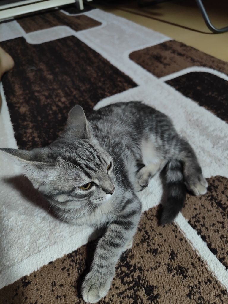 Отдам котёнка девочку