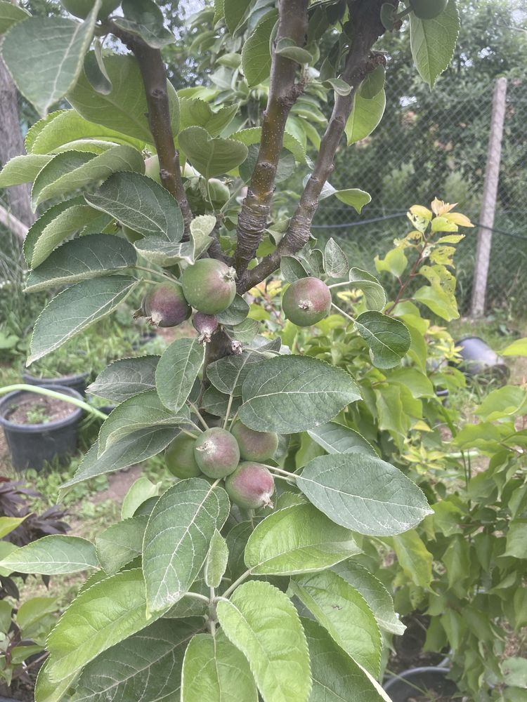 Pomi fructiferi /la Ghiveci/pe Rod