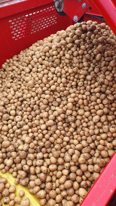 Cartofi de samanta Riviera, import Elita 2025