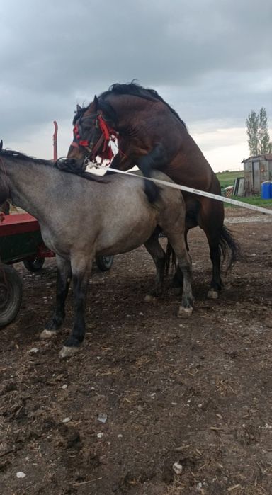 Vand iapa de 6 ani gestanta an 6 luni