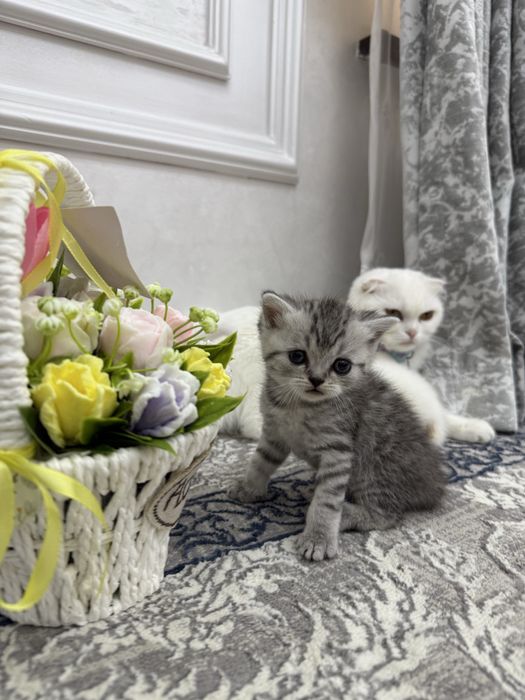 Котята продаю вислоухие британские