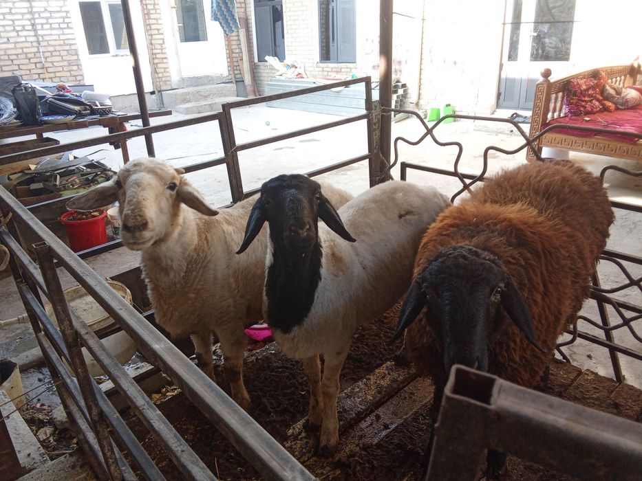 Куй бугоз Хар йил 2 та тугади