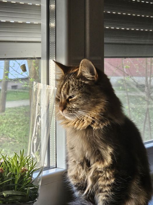 Pisica prietenoasa de donat