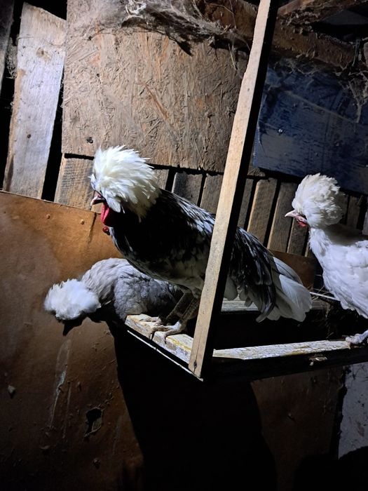 Vând găini de rasa