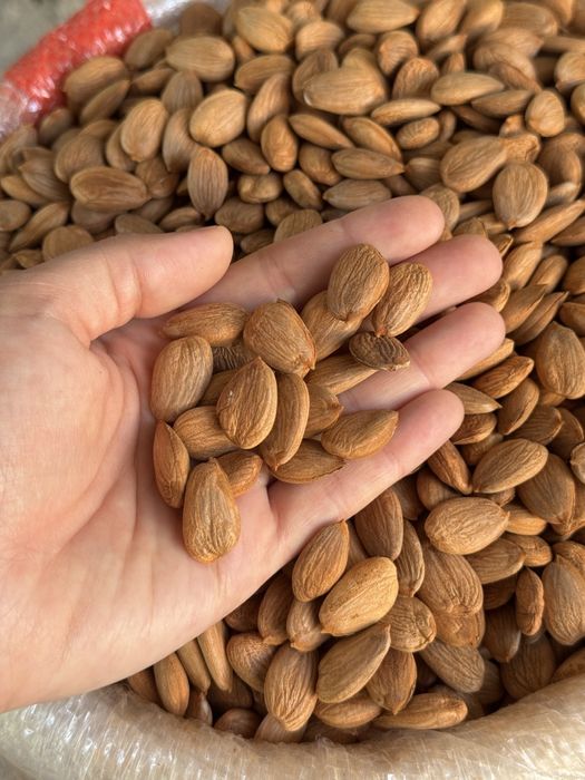 O'rik mag'zi абрикосовые косточки урючные косточки орехи