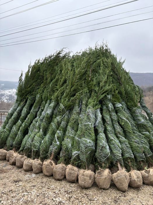 Leylandii chiparos verde gard viu vesnic 3m oriunde in tara
