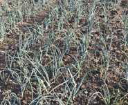 Ceapă verde proaspătă de grădină