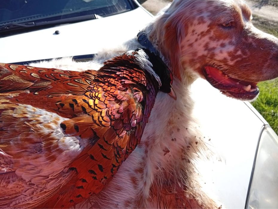 Английски сетери бебета