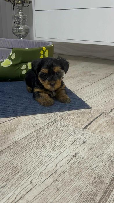 Йоркширски териер, мъжко