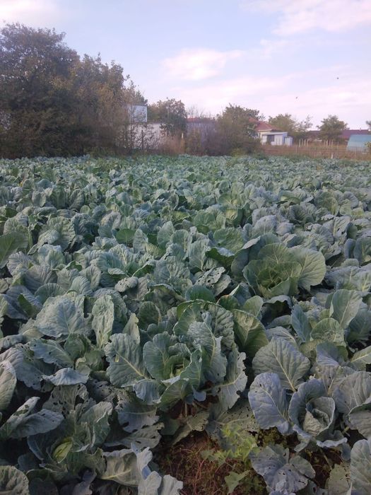 Varza de Buzau .