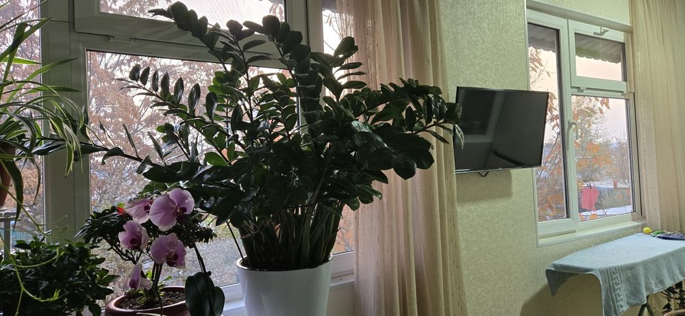 Цветок Замиакулькас