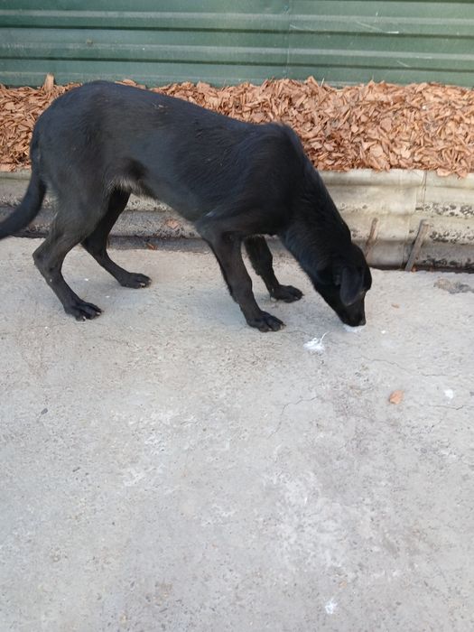 Продам собаку щенка