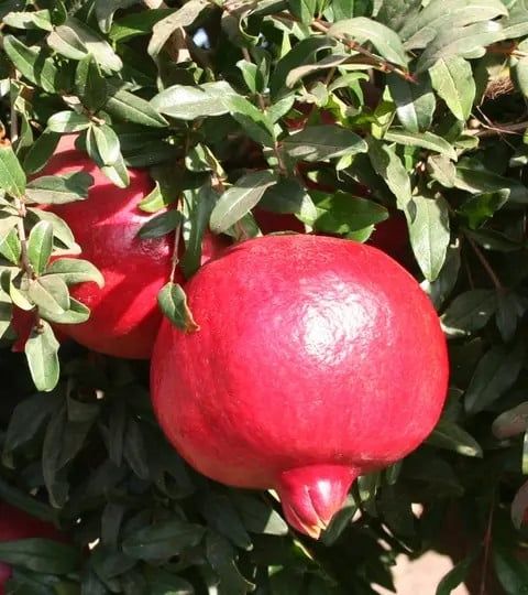 Pomi Exotici (Rodiu )