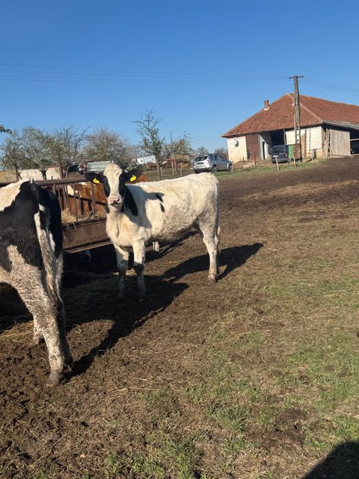 Vând vaci bălțate și holstain