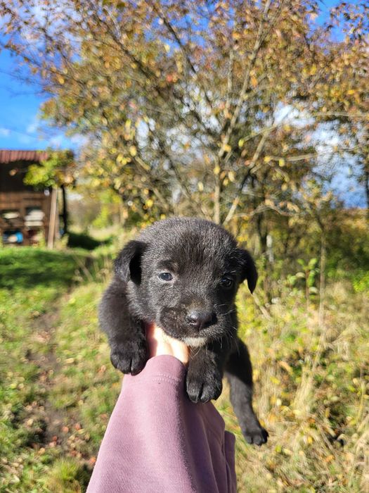 Pui de câine maro si negru
