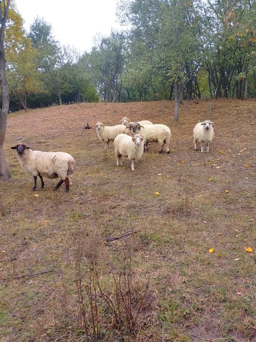 Șase oi de vânzare