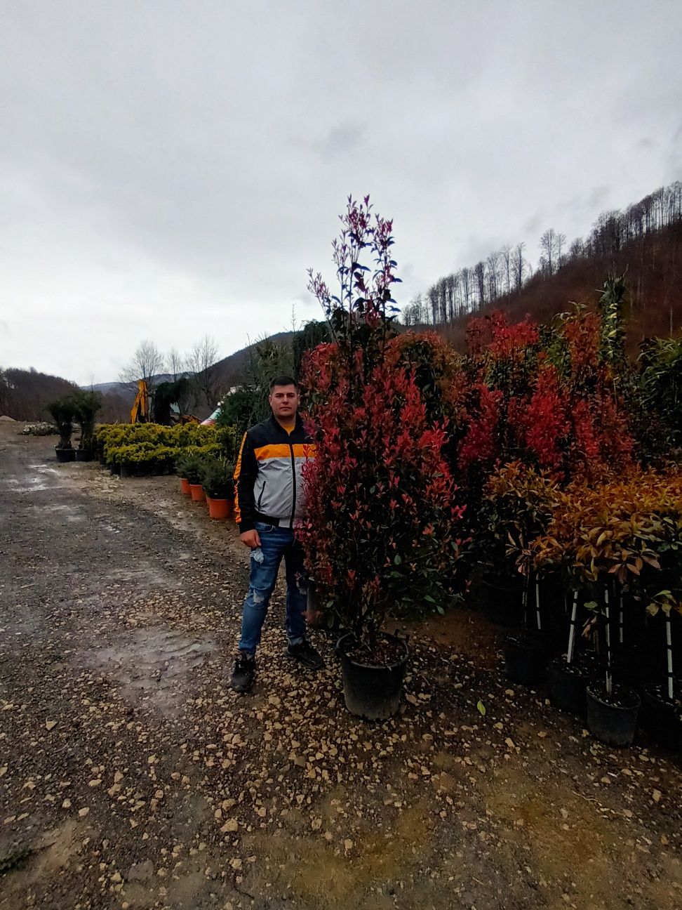 Photinia Red Robin diferite dimensiuni